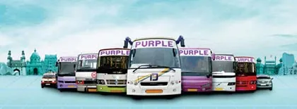 purple buses